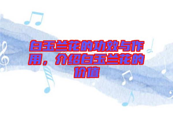 白玉蘭花的功效與作用，介紹白玉蘭花的價值