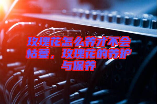 玫瑰花怎么養(yǎng)才不會(huì)枯萎，玫瑰花的養(yǎng)護(hù)與保養(yǎng)