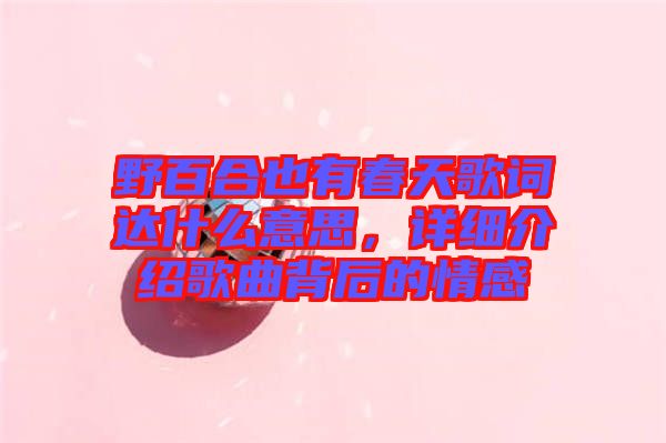 野百合也有春天歌詞達(dá)什么意思，詳細(xì)介紹歌曲背后的情感