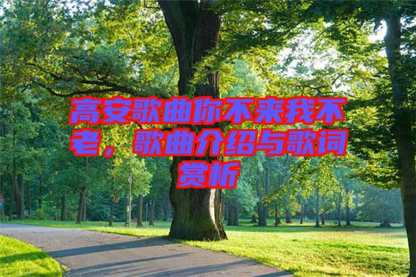 高安歌曲你不來(lái)我不老，歌曲介紹與歌詞賞析