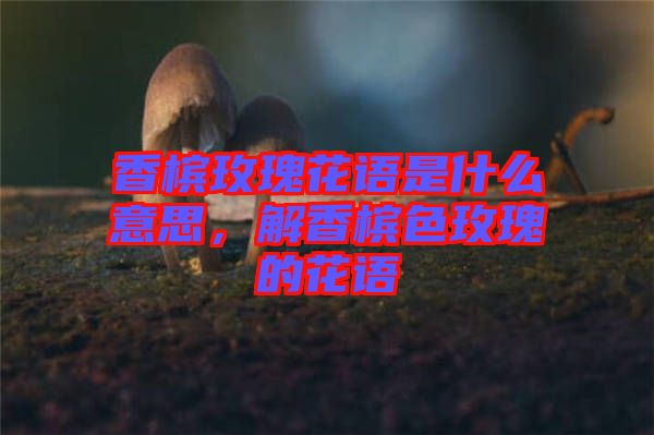 香檳玫瑰花語是什么意思，解香檳色玫瑰的花語